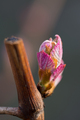Pinot u pelena&hellip;