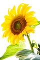 Suncogled