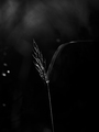 Travnata grafi&hellip;