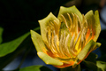 Tulipanovac II