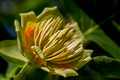 Tulipanovac III
