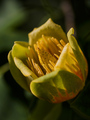 Tulipanovac