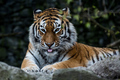 Zürich-Zoo V
