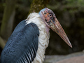 Zürich-Zoo III