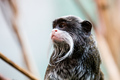 Carski tamarin