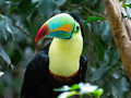 Zürich-Zoo IX