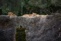 Siesta