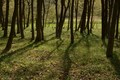 Ponikve - obič&hellip;