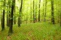 Proljetna kiša&hellip;