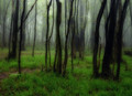 Ljetna magla -&hellip;