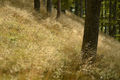 DOF na Brestov&hellip;