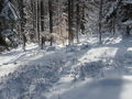 Sljeme sa šlag&hellip;