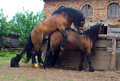 Ménage à trois&hellip;