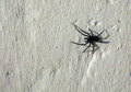 Spider on the &hellip;