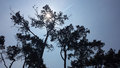Sunce kroz kro&hellip;