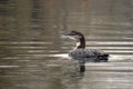Gavia immer - &hellip;