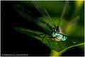blue dragonfly&hellip;