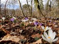 Dolazak prolje&hellip;