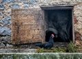 Izvorno domaće&hellip;