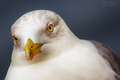 Portrait of a &hellip;