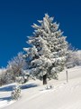 Javornik 20.12&hellip;