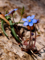 Plava šumarica&hellip;