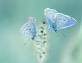 blue tendernes&hellip;