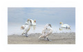 ponos i ljepot&hellip;