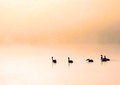 savska jutra ♥&hellip;