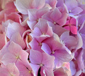 Think Pink ..
