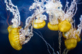  Chrysaora pac&hellip;
