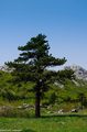 Div i bonsai b&hellip;