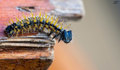 makro gusjenic&hellip;