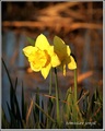 narcis uz poto&hellip;