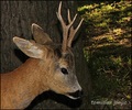 Bambi nije viš&hellip;