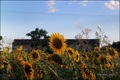 Suncokreti vol&hellip;