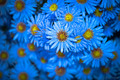 Blue...yellow.&hellip;