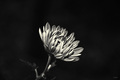 B&W Cvetek&hellip;