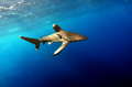 Oceanic white &hellip;