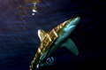 Oceanic white &hellip;
