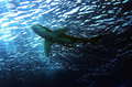 Oceanic white &hellip;