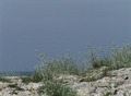 plava je dovol&hellip;