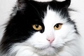 portret mice-m&hellip;