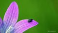 A Bug`s Life..&hellip;