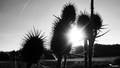 a ray of spike&hellip;