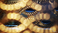 Blur in gold..&hellip;
