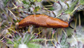 slučajan suici&hellip;
