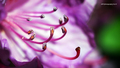 purple tentacl&hellip;