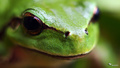 Kermit u prolj&hellip;