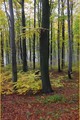 Autumn in Medv&hellip;